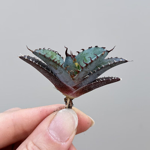 Hanchangwu Fresh Fairy Plants, Blue Whale Agave One Shot, Premium Small and Medium Agave Succulent Plants 8910 Size Comparison of 10cm Pot