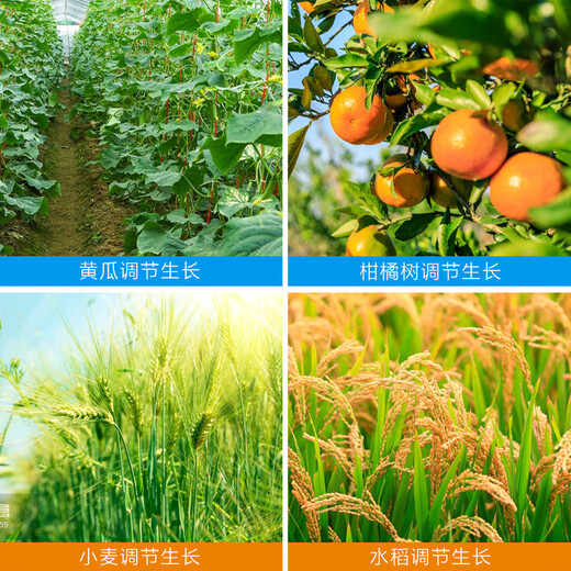Zhongbao (ZhB) 24 Epibrassinolide Rice Citrus Wheat Cucumber Growth Promoting Root Plant Growth Regulator Pesticide 500ml
