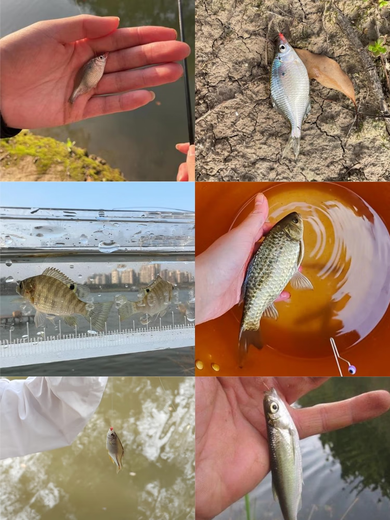 Beiyipin Camping Magic Customized Children's Rod Outdoor Newbie Small Rod Shrimp Rod Steel Stream Fishing Rod Small Rod Fishing Rod Small Rod Fishing 0m Customized Consulting Service Not Real