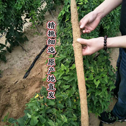 Jingxiansheng Jiaozuo Wenxian sandy soil iron rod pregnant yam Net weight 5Jin Jin is equal to 0.5kg 40-50cm fresh vegetables straight from the source