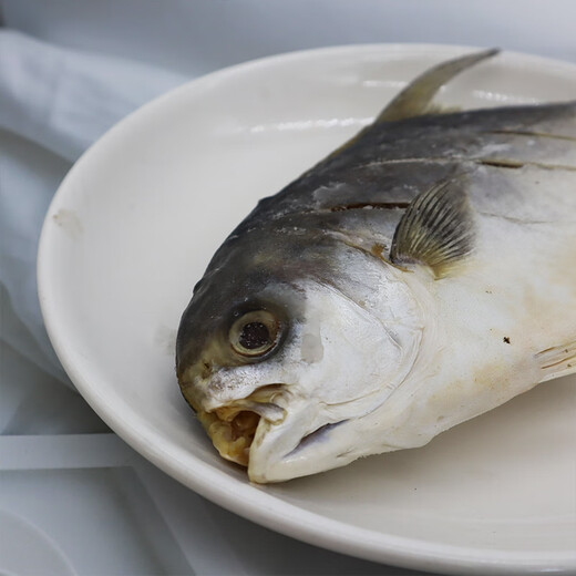 
Guangdong Sea Tongchang Golden Pomfret Zhanjiang Specialty Jinchang Fish Light-drying One Night Garden Golden Pomfret Jinchang Fish Light-drying Sea Flavoring Three Golden Pomfrets 1050g