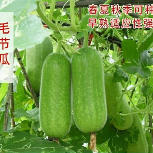 Hairy melon seeds are easy to sow in all seasons. Winter melon seeds are grown in fields and courtyards. Hairy melon vegetable seeds are easy to sow. Winter melon simple pack 70 capsules