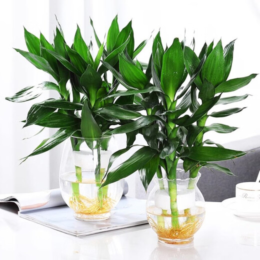 Green Intentional Guanyin Bamboo Rich Bamboo Hydroponic Plants Flowers with Roots Green Plants Pothos Indoor Potted Plants Transfer Bamboo Water for Good Growth 3 Guanyin Bamboo Trees with Roots (Simple Cup) + Nutrient Solution