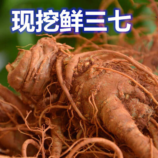 Notoginseng de panax frais Sélection du Yunnan Wenshan Panax notoginseng avec des racines Champs Freshs Wine Schec 250g 500g [Cinq ans Sélection de panax frais notoginseng] 4 Total 500g