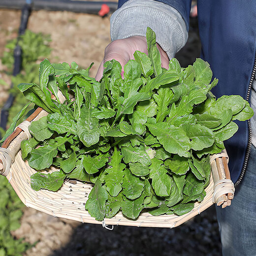 Beishu shepherd's purse seed seedlings farmhouse big leaf sowing wild vegetable seeds in all seasons farmhouse shepherd's purse seeds 10g about 50,000 grains