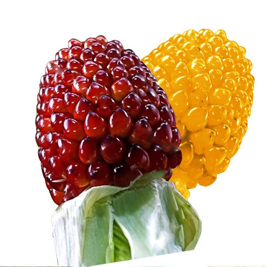 Super sweet fruit pineapple corn seeds wholesale pineapple corn sweet waxy corn seeds Wenwan field seasonal vegetables strawberry corn 50 grains Wenwan corn seeds