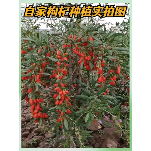 Ningxia zhongning rojo wolfberry auténtico aguas residuales wolfberry big gouqi big gránulos empapado té de té para hombres no contaminados y no sulfuros ningxia rojo wolfberry 500g