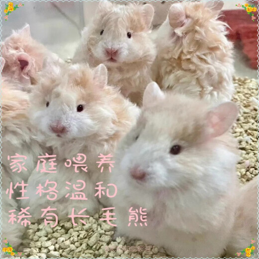 Long-haired golden bear live animal has been vaccinated, small hamster, long-haired bear, rare domestic curly bear, live pet long-haired golden bear