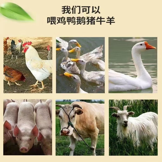 Fine rice bran farm rice bran fresh chicken duck goose feed rice bran natural rice husk fine rice bran feed rice bran 50Jin Jin is equal to 0.5 kg