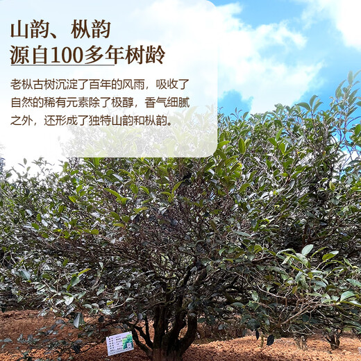 
Dingqinghu Pingkengtou ancient tree duck shit fragrant phoenix single pine tea Wuluan single pine special high mountain old pine Chaozhou 50g souvenir