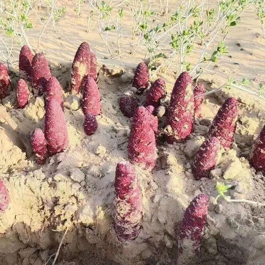 Cynomorium seeds, Cynomorium seeds, Epimedium seeds, Cuscuta seeds, Cynomorium seeds 200 capsules + rooting fertilizer