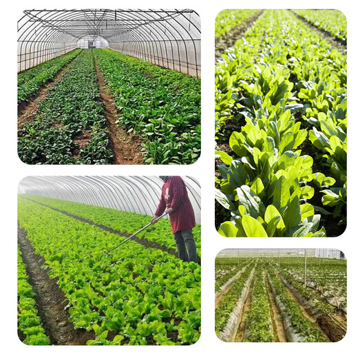 Nanhua Qianmu Agricultural Mineral Source 2+1 Mineral Source Potassium Fulvic Acid Biological Bacteria Water-soluble Fertilizer Fertilizer Foliar Fertilizer Roots and Soil New Mineral Source 2+1/1000g*1 Bag