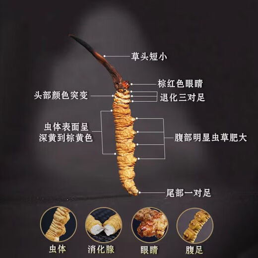 Authentische Cordyceps Geschenkbox Echte Trockenwaren Mid-Auto Festival Geschenk High-End-Geschenke für Älteste und Eltern Ernährungsprodukte Brown Handpack große Streifen von Cordyceps 50 Stück