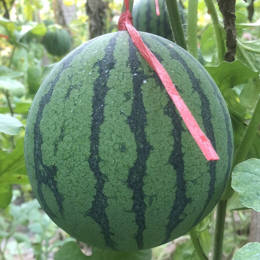 Dayu Yellow Heart Watermelon Seed Seedlings, Early Mature, Yellow Skin, Red Flesh, Yellow Flesh, Special Xiaofeng Watermelon Seeds, Southern Fruit, Yellow Flesh, Xiaolan Watermelon Seeds, 10 capsules