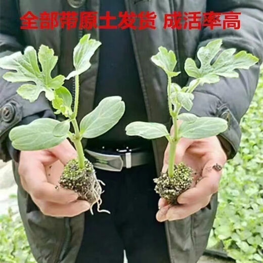 8424 Authentic Grafted Seedlings with Soil and Seedless Midu Kirin Early Mature Seedlings Watermelon Seedlings Xinong No. 8 Watermelon Seedlings Buy 10+10 Real Hair 20 Plants + Fertilizer