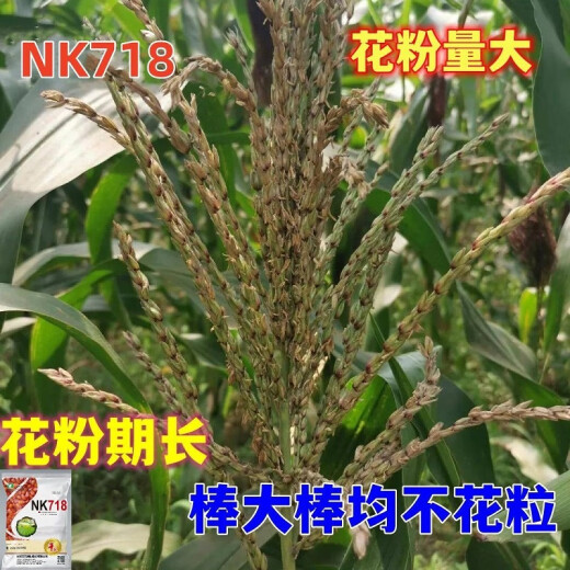 穗益满NK718双棒国审玉米种子大全非转基因矮杆大棒苞米种大紫杆苞谷 NK718 升级抗锈版 【6斤装】种植2亩
