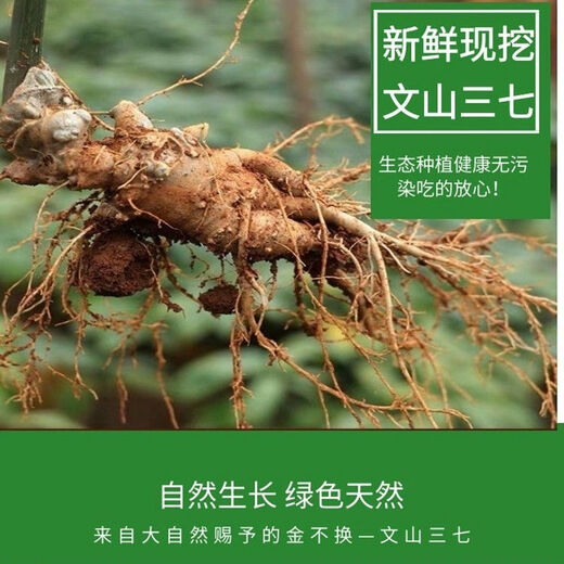 Notoginseng de panax frais Sélection du Yunnan Wenshan Panax notoginseng avec des racines Champs Freshs Wine Schec 250g 500g [Cinq ans Sélection de panax frais notoginseng] 4 Total 500g