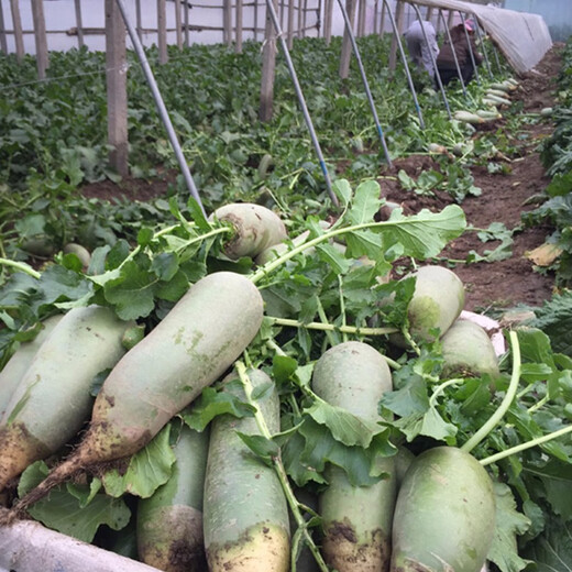Shouhe radish seeds autumn sowing radish northern winter and spring fruit sowing vegetable seeds field planting seeds rapeseed Weifeng Feicuishawo radish seeds 20g