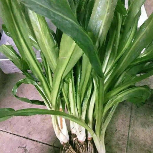 Yunnan Coriander Seeds Burmese Eryngium Coriander Seeds Coriander Seeds Autumn Vegetables Four Seasons Potted Coriander Seeds 2000 + Rooting Fertilizer