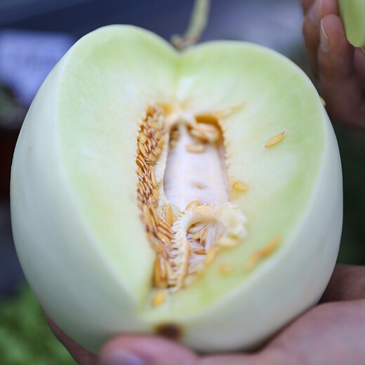 Shouhe Yugu melon, jade mushroom melon, sweet, crisp and tender melon, family field planting, winter and spring sowing melon seeds, new Yugu melon seeds, 30 capsules