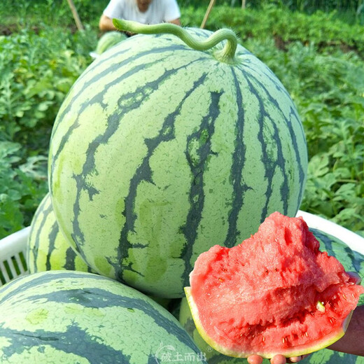 Yuhenong Special Sweet Watermelon Seeds Southern Spring 8424 Kirin Melon Pot Planting Rock Sugar Kirin Watermelon Seeds 30 capsules