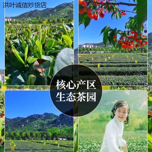 Hongxuan Manwei Laoshan Green Tea 2024 New Tea Laoshan Green Tea Strong-flavor Bean Flavor Boutique Gift Box Qingdao Specialty Tea Laoshan Green Tea 125g 1 bag