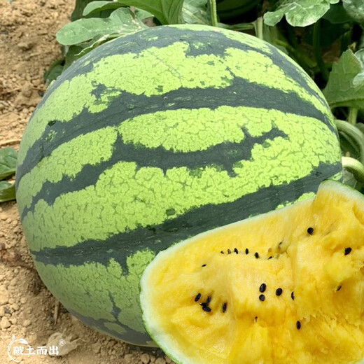 Dayu Yellow Heart Watermelon Seed Seedlings, Early Mature, Yellow Skin, Red Flesh, Yellow Flesh, Special Xiaofeng Watermelon Seeds, Southern Fruit, Yellow Flesh, Xiaolan Watermelon Seeds, 10 capsules