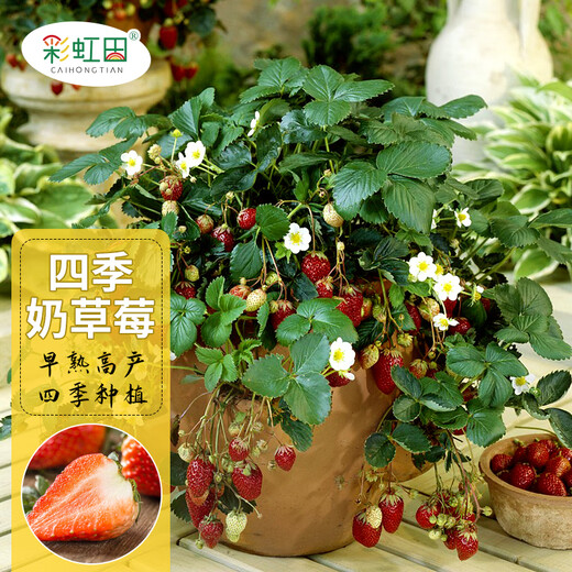 Strawberry seed cream strawberry seedlings for planting indoor and outdoor balcony vegetables and fruits potted flower seeds Dandong spring four seasons Rainbow field four seasons milk strawberry seeds 150 capsules * 2 packs