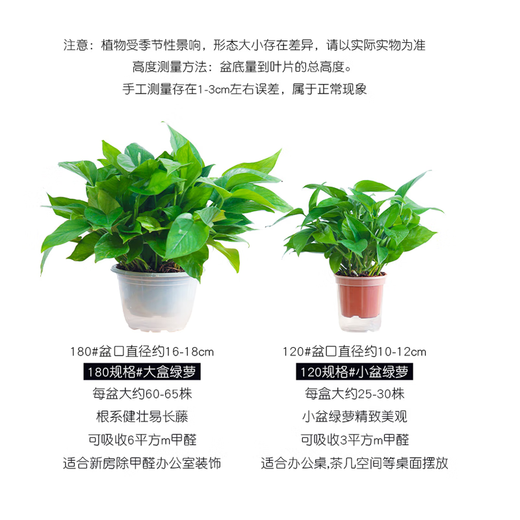 Green intentional potted potted indoor plants, flowers, green plants, hydroponics, long vines, hanging large-leaf green baskets for new homes, formaldehyde removal for new homes, 120 original pots for water storage, 10 pots + pot + 10 fertilizer, shipped with pots and soil