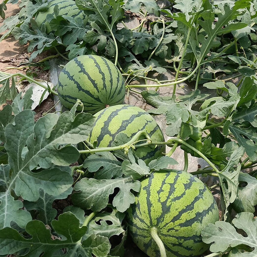 Zhongke Maohua Vegetable and Fruit Seeds Jinmeidu Watermelon Seeds Improved 8424 Kirin Melon High Purity Zhejiang Meidu Watermelon Seeds Jinmeidu 200 capsules/bag preferred