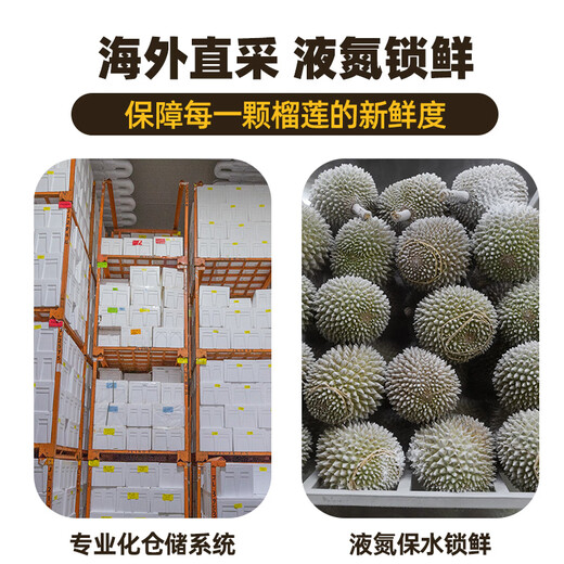 什果乐猫山王榴莲（D197）马来西亚进口带壳整果液氮冷冻水果礼盒 特大果6-7斤（包5房）