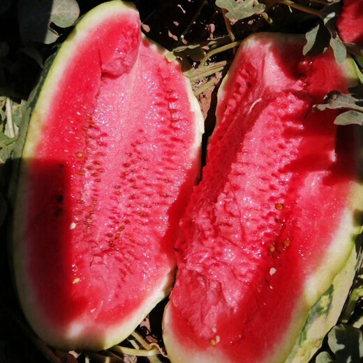 Beishu 8424 watermelon seeds, early maturing special melon fruit, no pruning, 50 pieces of lazy watermelon seeds