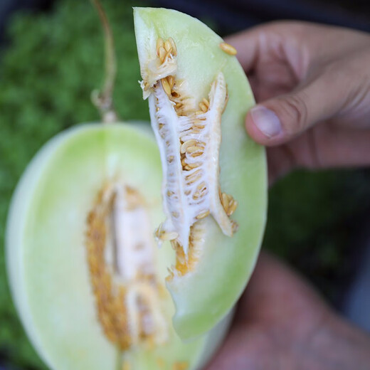 Shouhe Yugu melon, jade mushroom melon, sweet, crisp and tender melon, family field planting, winter and spring sowing melon seeds, new Yugu melon seeds, 30 capsules