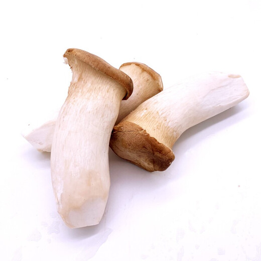 Jingguo Yiren Pleurotus eryngii is commonly used in soups and barbecues, fresh vegetables, edible mushrooms, Pleurotus eryngii, and drumstick mushrooms, now harvested and packed in 3 Jin [Jin equals 0.5 kg]