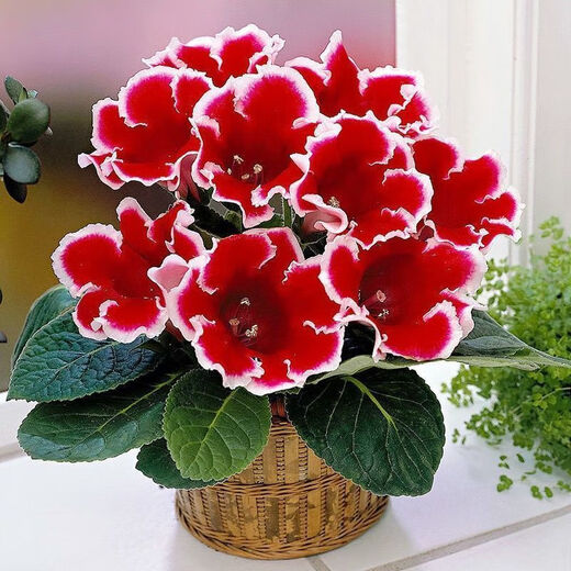 重瓣大岩桐种子 富贵芙蓉花种子 四季播花卉易种室内阳台盆栽花 897粒良种送肥 混合装各种颜色