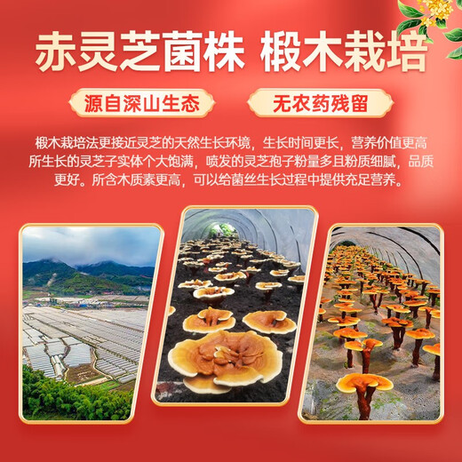 富元康 灵芝提取物 破壁灵芝孢子粉 长白山头道孢子粉 富含灵芝孢子油 【1盒装】10袋/盒*1盒