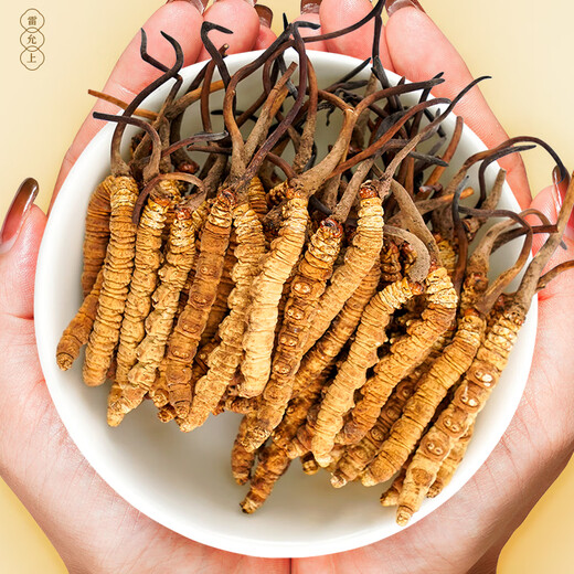 5 Wild Cordyceps sinensis auf Lei yunshang/g 15g etwa 75 Tibet Nagqu Cordyceps Geschenkbox Geschäftsgeschenk