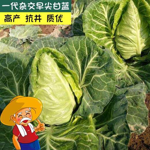 Chunfeng Extra Large Beef Heart Cabbage Seeds Cabbage Seeds Lotus White Cabbage Cold-resistant Spring and Autumn Four Seasons Vegetable Seeds Company Original Approximately 285 capsules per bag