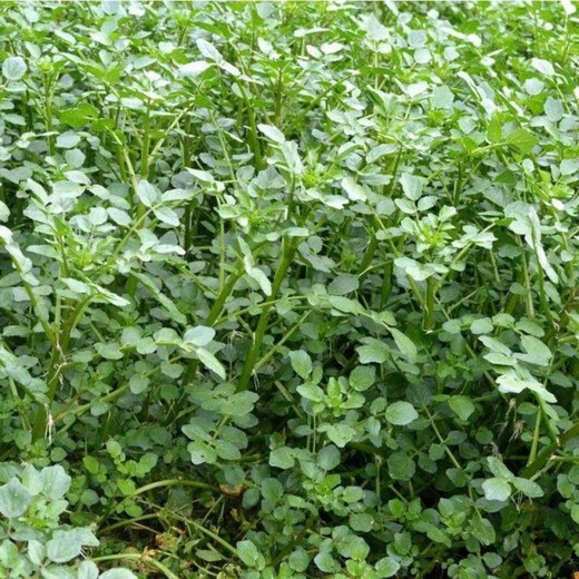 Qiuying Four Seasons Guangdong Watercress Seeds Field Planting Wild Aquatic Balcony Easy to Plant Live Vegetable Seeds Watercress Seeds Watercress Seeds 1000 (2 Packs) Home Planting