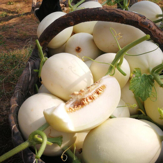 Shouhe white-skinned melon seeds, red-fleshed melons, white melons, new and old melon seeds, vegetable fields, Xue Naixiang No. 1 fragrant melon seeds, 400 capsules x 2 bags
