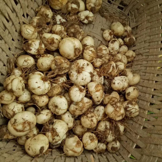 Fritillary bulbs, Hubei Fritillary seedlings, Sichuan Fritillary seedlings, Chinese medicinal Fritillary bulbs, Fritillaria seedlings 5 pieces