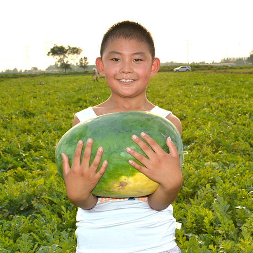 Zhongke Maohua Lazy Man Zhizunbao watermelon seeds, no pruning, no forking, low temperature resistant large fruit watermelon seeds, home gardening potted plants Lazyhan Zhizunbao 100g/box, low temperature resistance, no pruning required