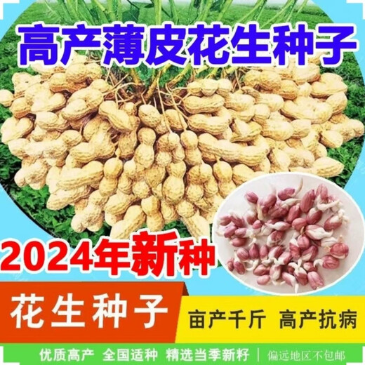 2024 New High Yield Peanut Seeds New Arrivals Peanut Seeds Peanut Original Seeds Academy of Agricultural Sciences Raw Peanuts Shelled Seeds High Yield Peanut Seeds 100% Original Seeds 1-1 In Shell Five Jin Jin is equal to 0.5 kg 2/500 g