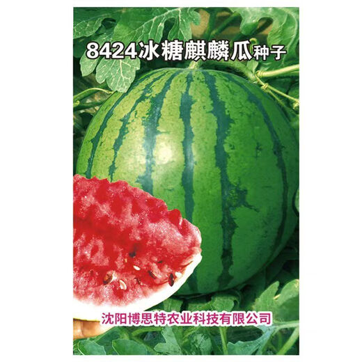 8424 Kirin small-seeded watermelon seeds, extra large giant sweet king, southern four-season vegetable and fruit seeds, rock sugar Kirin 8424 watermelon seeds, original unpacking, about 3 seeds, more expensive