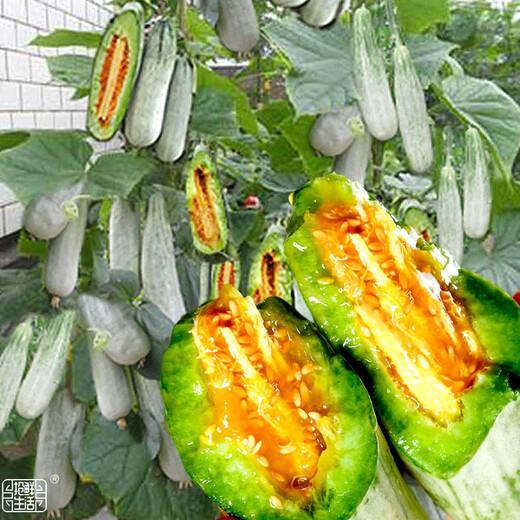Dayu Boyang No. 9 melon seed seedlings collection, honeydew melon, eight-mile crispy melon seed old variety, 20 grafted horn honey melon seedlings