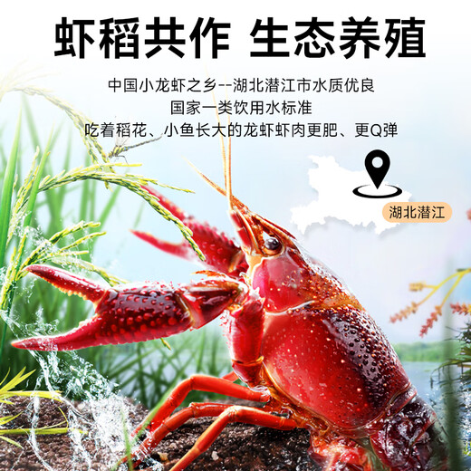 Fishing Travel Notes Crayfish extra large lobster tail raw shrimp balls net weight 2Jin Jin is equal to 0.5kg 180-220 pieces