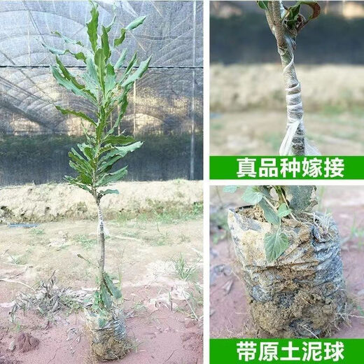 桂热一号坚果苗澳洲夏威夷果正宗矮化嫁接苗庭院常绿树苗带土发货 695号坚果四年【带营养杯发货】 90cm(含)-99cm(含)
