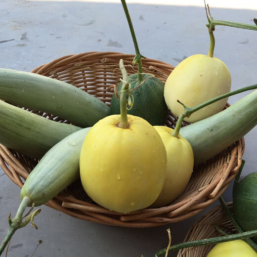 Zhongke Maohua Emerald Croissant Honey Melon Seed Pomeranian 61 White Sand Honey Oriental Honey Combination Home Gardening Balcony Potted Plant Zhongke Honey No. 1 20 capsules/bag Home Gardening