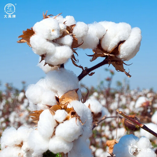 Dayu cotton seed production is high, Shandong frost-resistant and cold-resistant cotton seed field planting wholesale Minfengji 172 cotton seed 1000g 10 bags