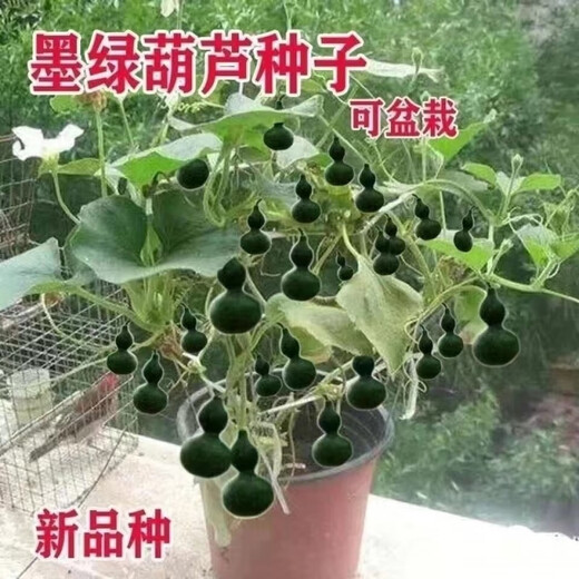墨绿小葫芦翡翠葫芦盆栽手捻小葫芦种子文玩亚腰种盆栽四季阳台 种墨绿小葫芦种子 粒粒饱满發芽率9922粒